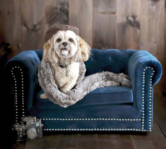 The latest in pet furniture: pieces that fit a home’s decor